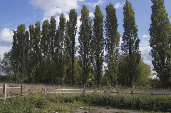 Picture &copy; Peter Marshall, 2004