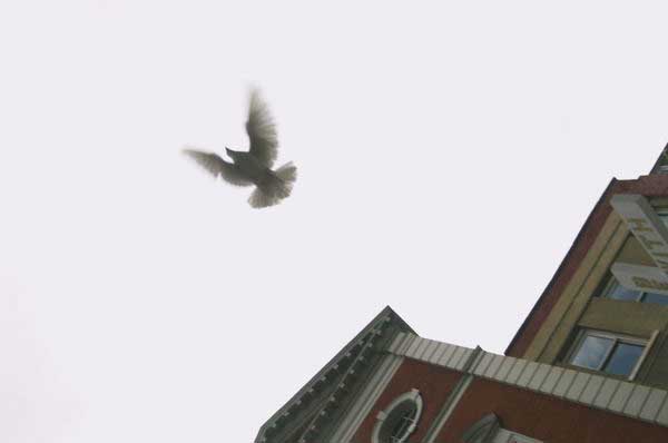 Picture &copy; Peter Marshall, 2004