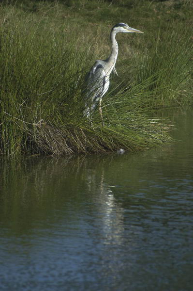 Picture &copy; Peter Marshall, 2004