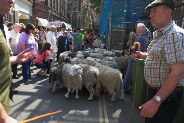 LAB Sheep Drive, &copy; 2006, Peter Marshall