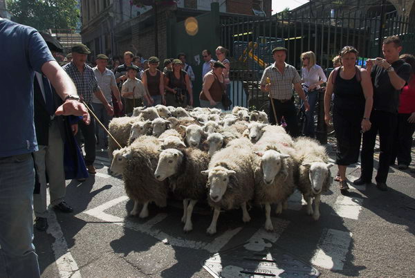 LAB Sheep Drive, &copy; 2006, Peter Marshall