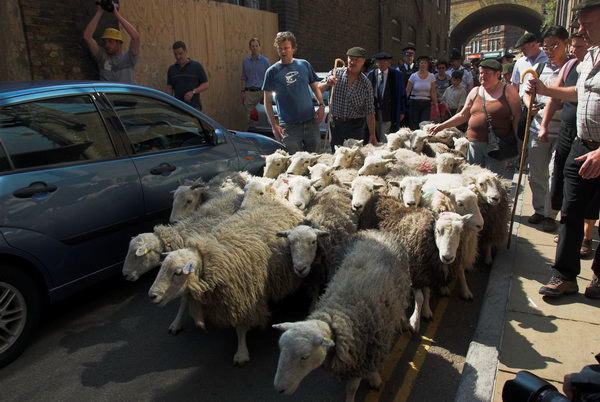 LAB Sheep Drive, &copy; 2006, Peter Marshall