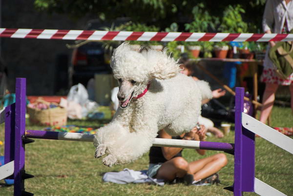 Shut Guantanamo Now &copy; 2006, Peter Marshall