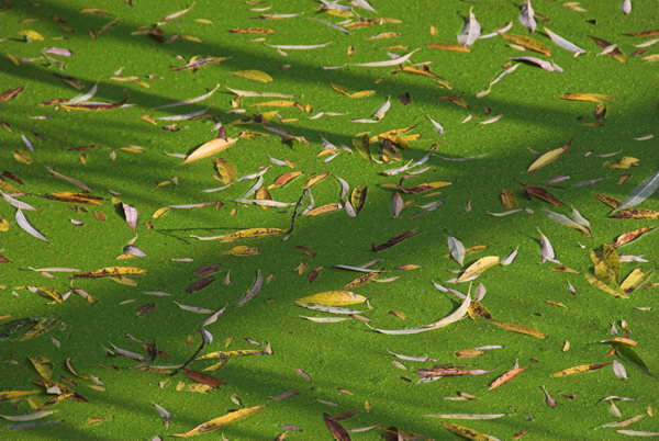 Tottenham to Walthamstow &copy; Peter Marshall, 2006