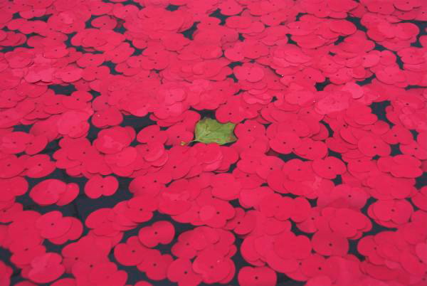 Poppies in the Fountains &copy; Peter Marshall, 2006