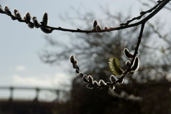 Bow Back Rivers &copy; 2007, Peter Marshall