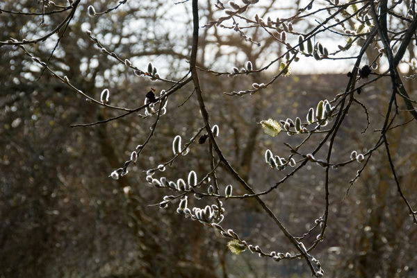 Bow Back Rivers &copy; 2007, Peter Marshall